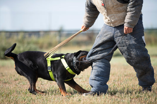 How To Get Odor Out of Working Dog Training Suits